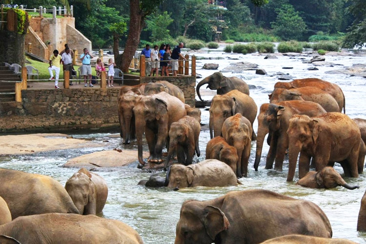 Pinnawala-image2