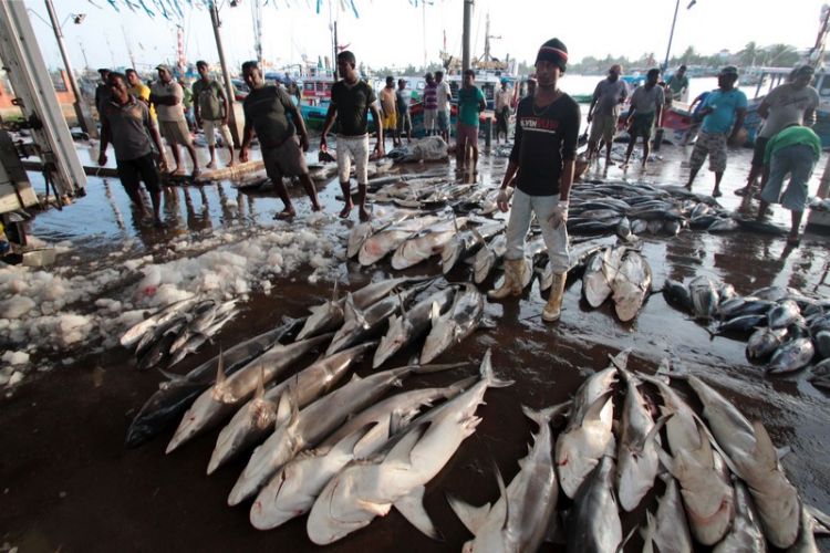 Fish Market